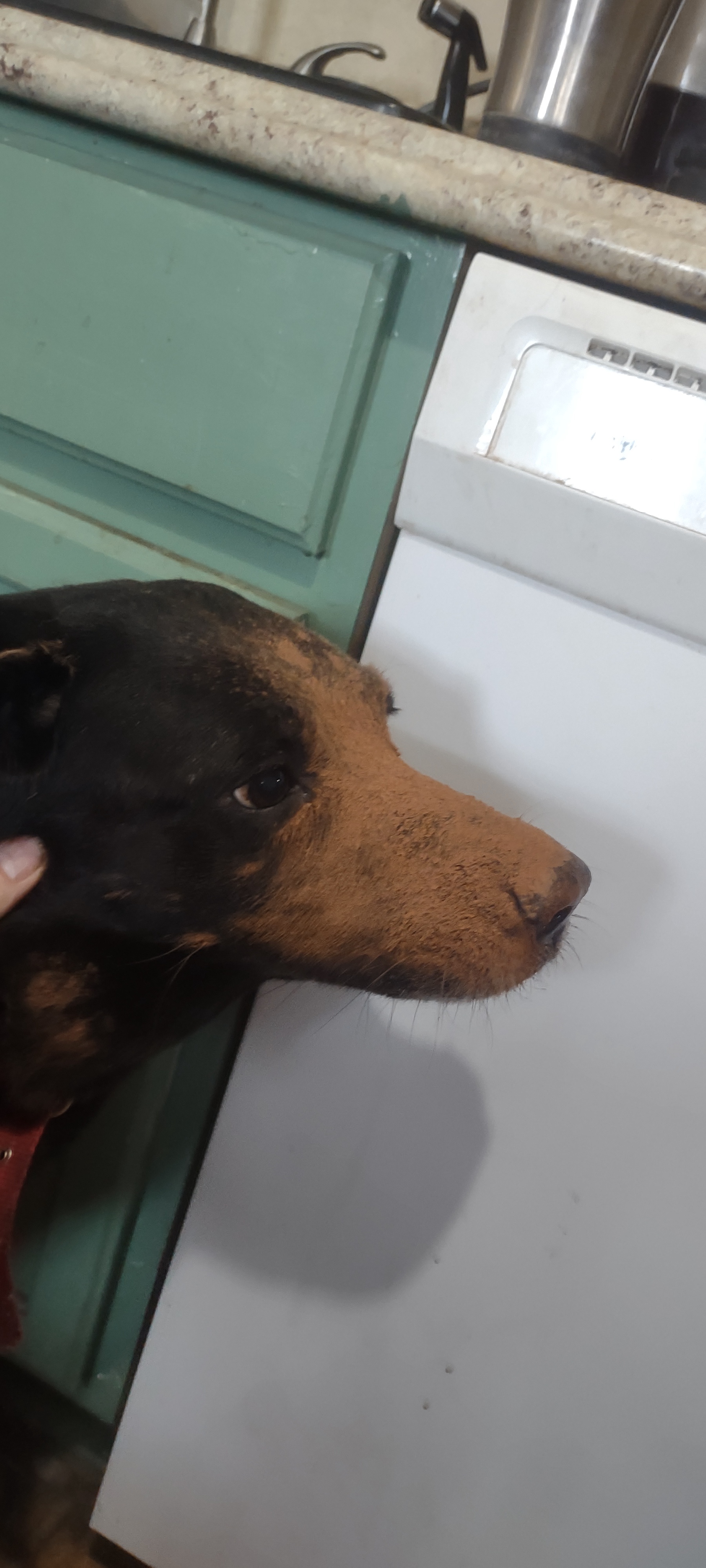 When Your Black Lab Gets Curious About Cocoa and Sneezes