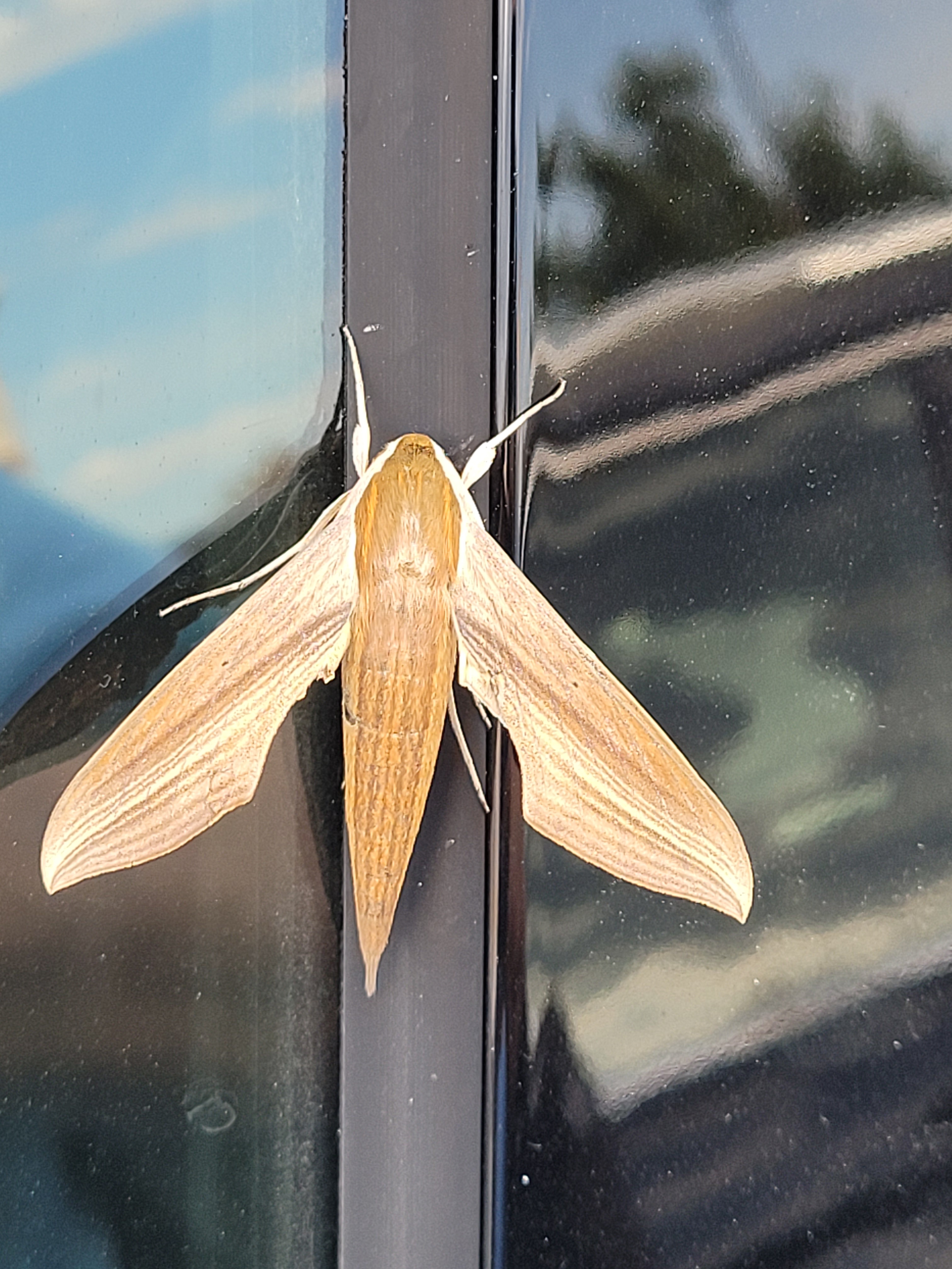 The Mysterious Wooden Moth: Nature's Artistry