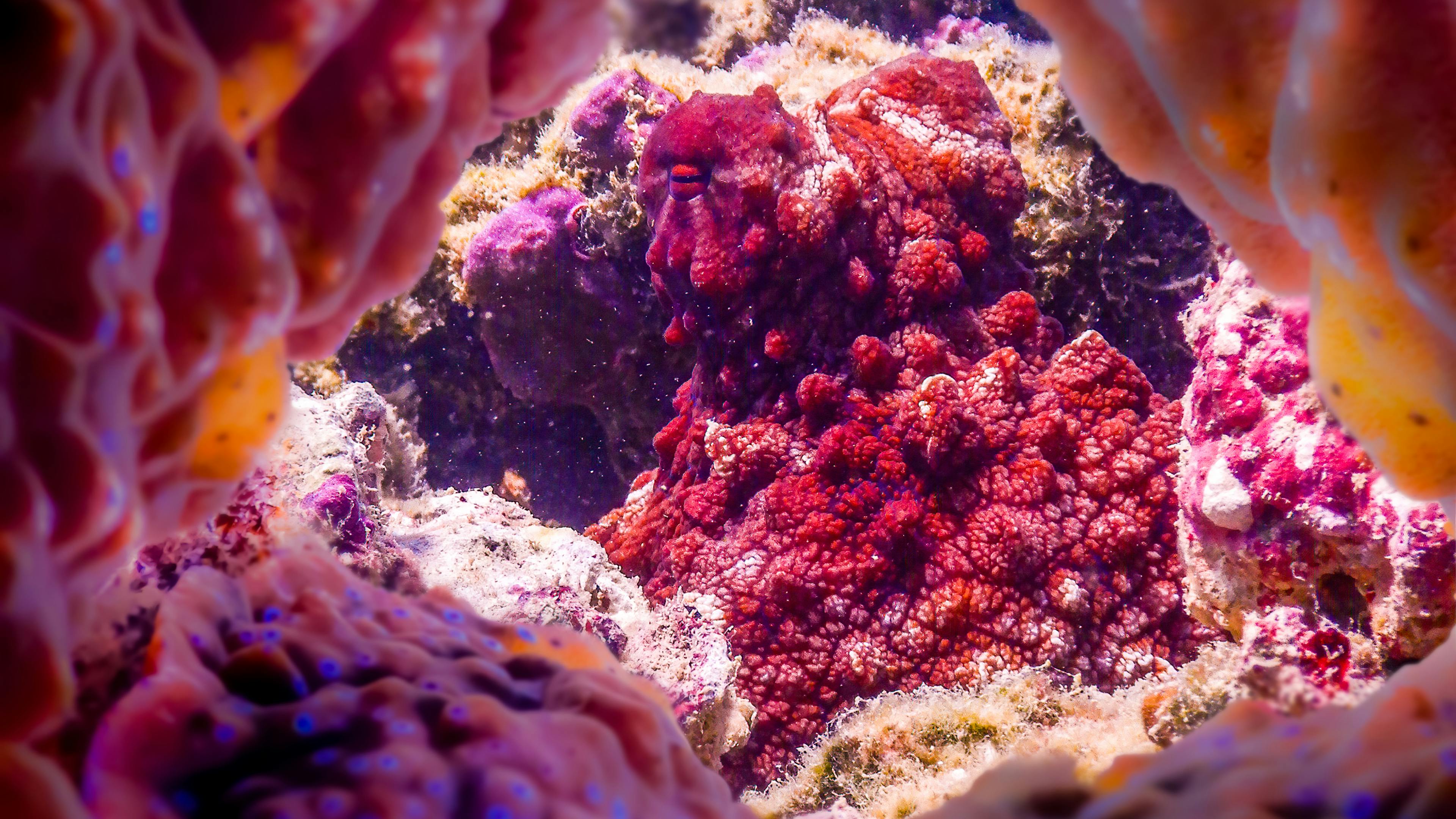 A Stunning Close-Up of a Vibrant Coral Reef