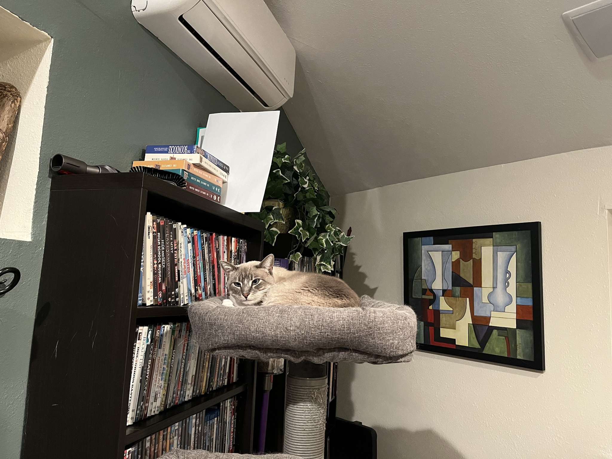 Daily Dose of My Cat Ivy: Day 329