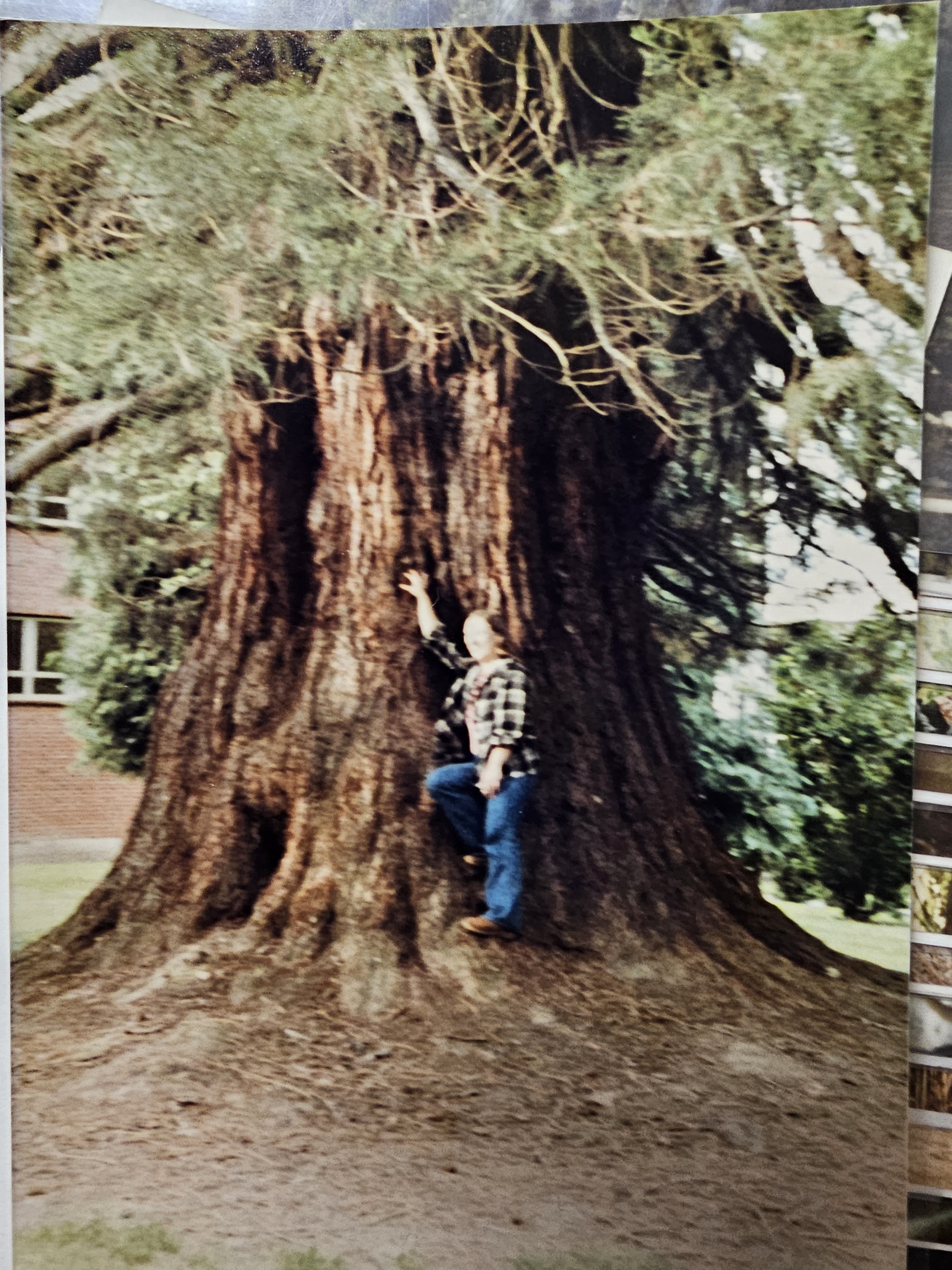 I stumbled upon a vintage photo album at an estate sale in Oregon, simply titled 'Trees', showcasing majestic trees from the 80s.