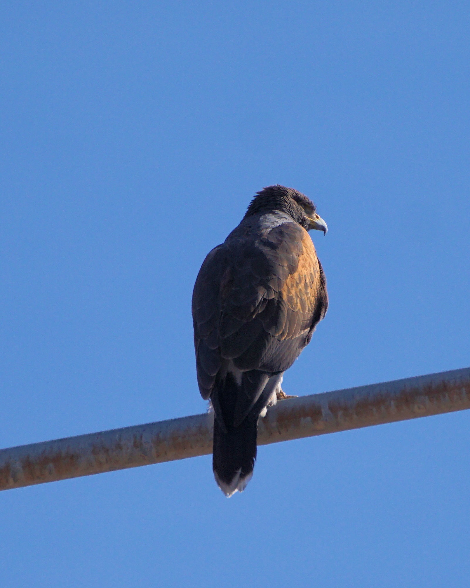 Spotting Hawks in Phoenix: A Birdwatcher's Delight