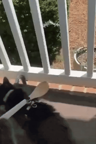 Tips to keep your sneaky cat from making a break for it.