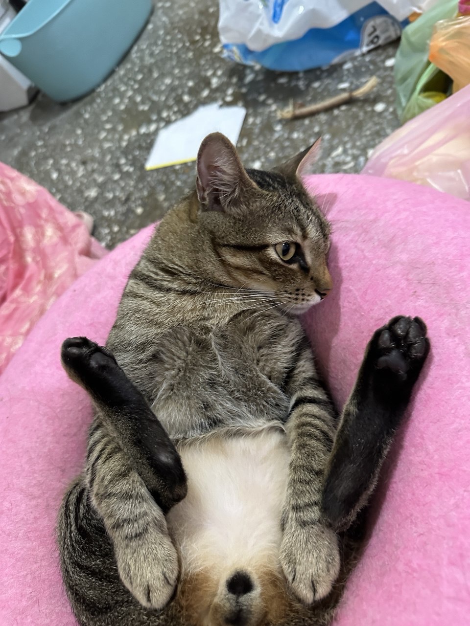 The Cat Chronicles: Feline Adventures Await