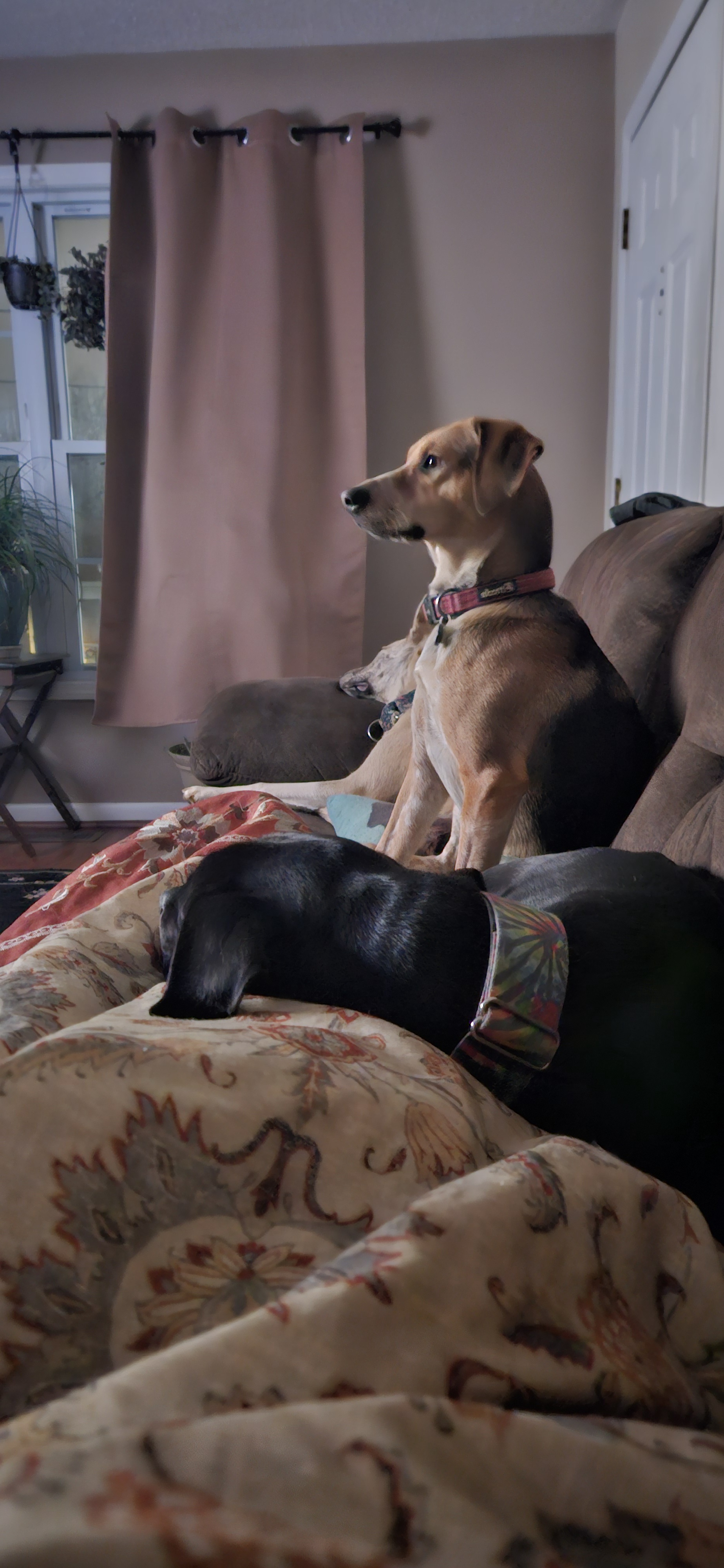 Here's a pup tax for finding that earlier post!