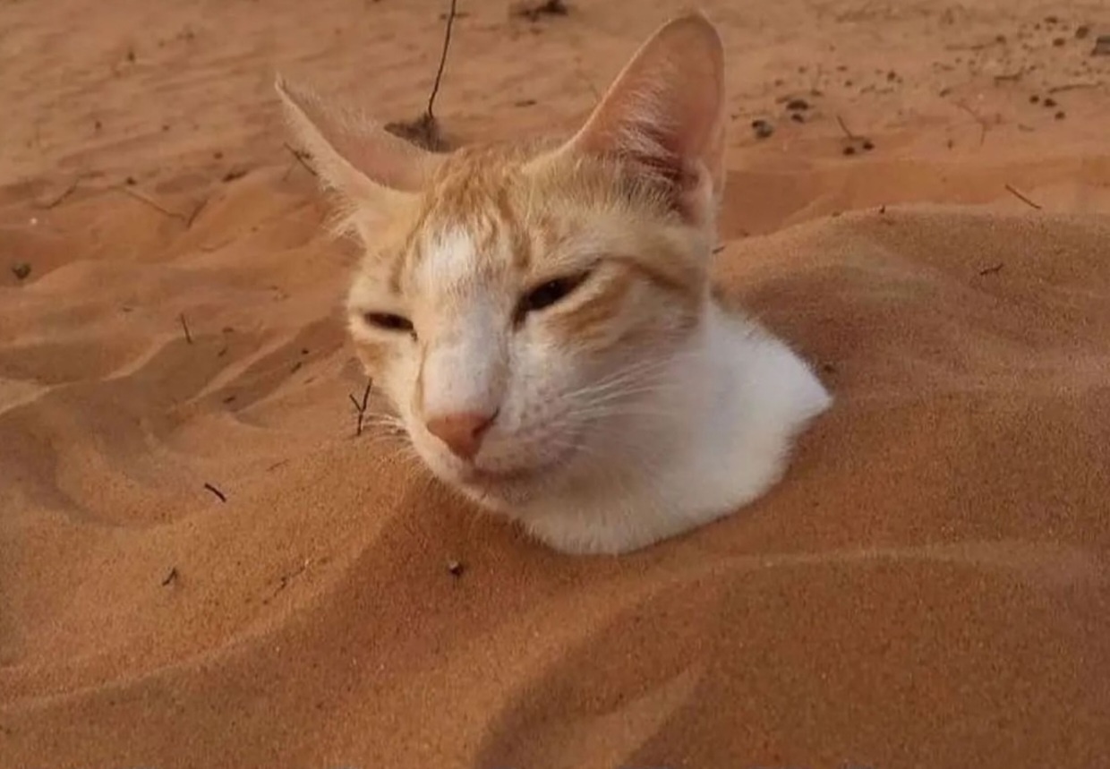 Meet the Sandman Cat: A Feline Dreamer