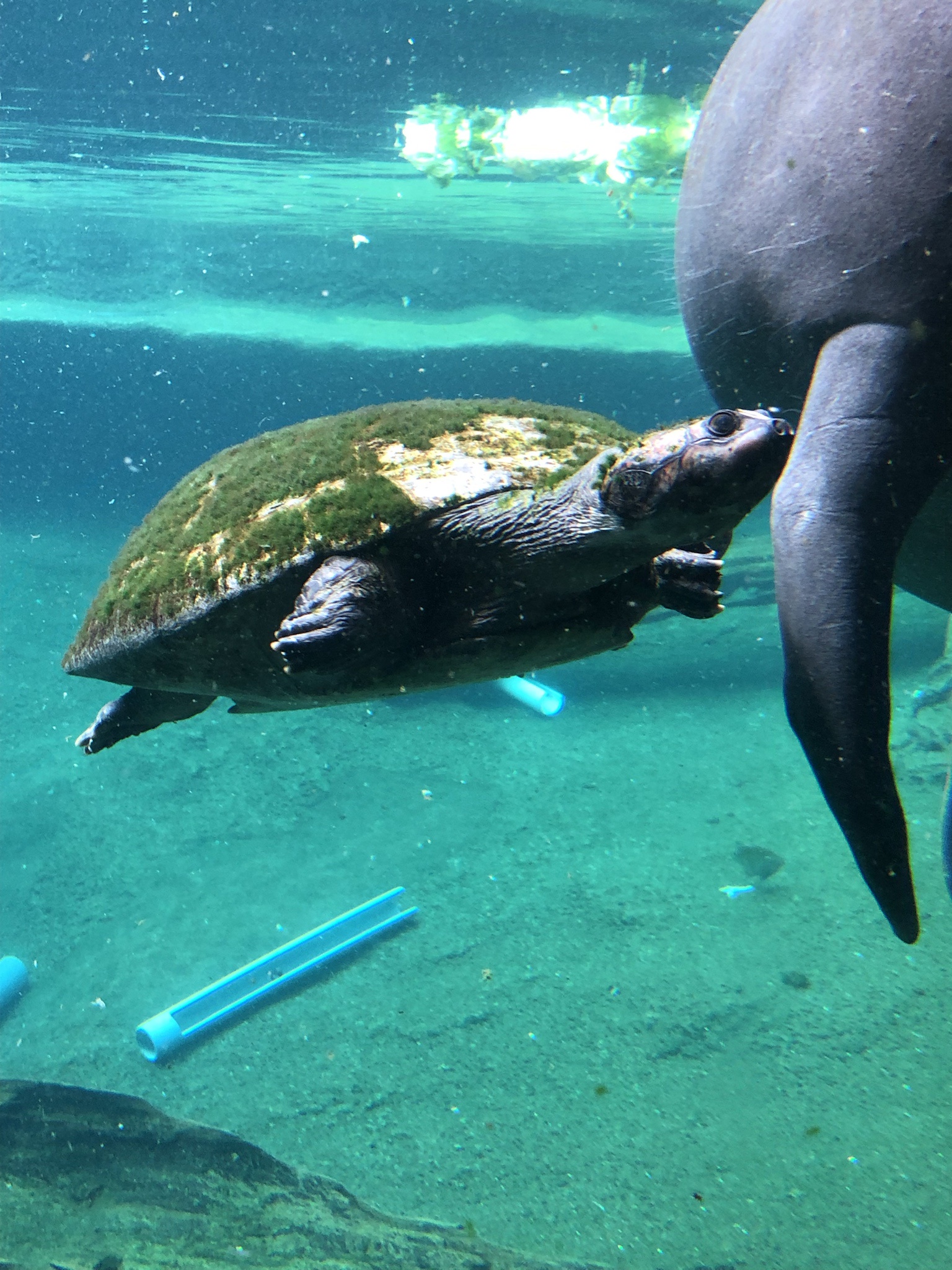 Celebrating My Birthday at Tampa Zoo!