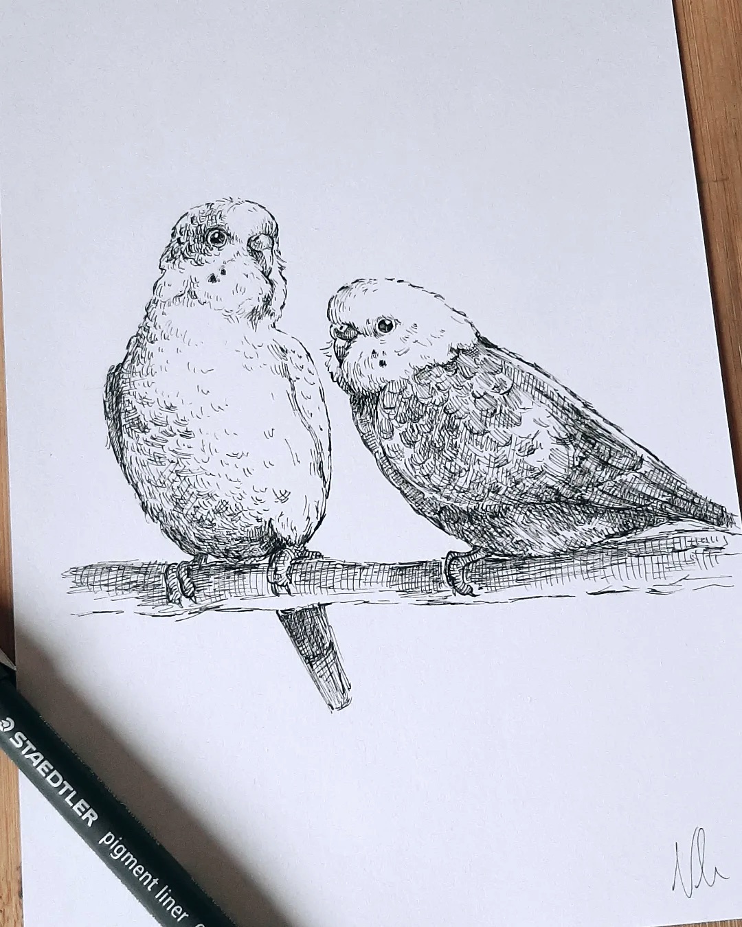 A Tribute Drawing Celebrating Our Beloved Budgies