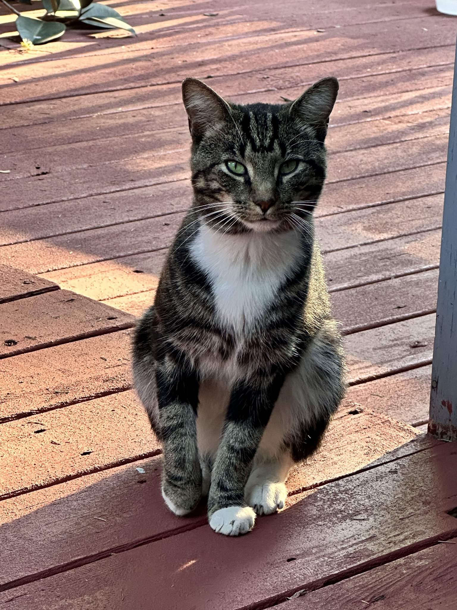 Meet the new feline replacement!