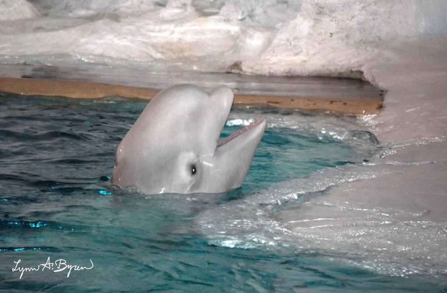 The Playful Beluga Whale
