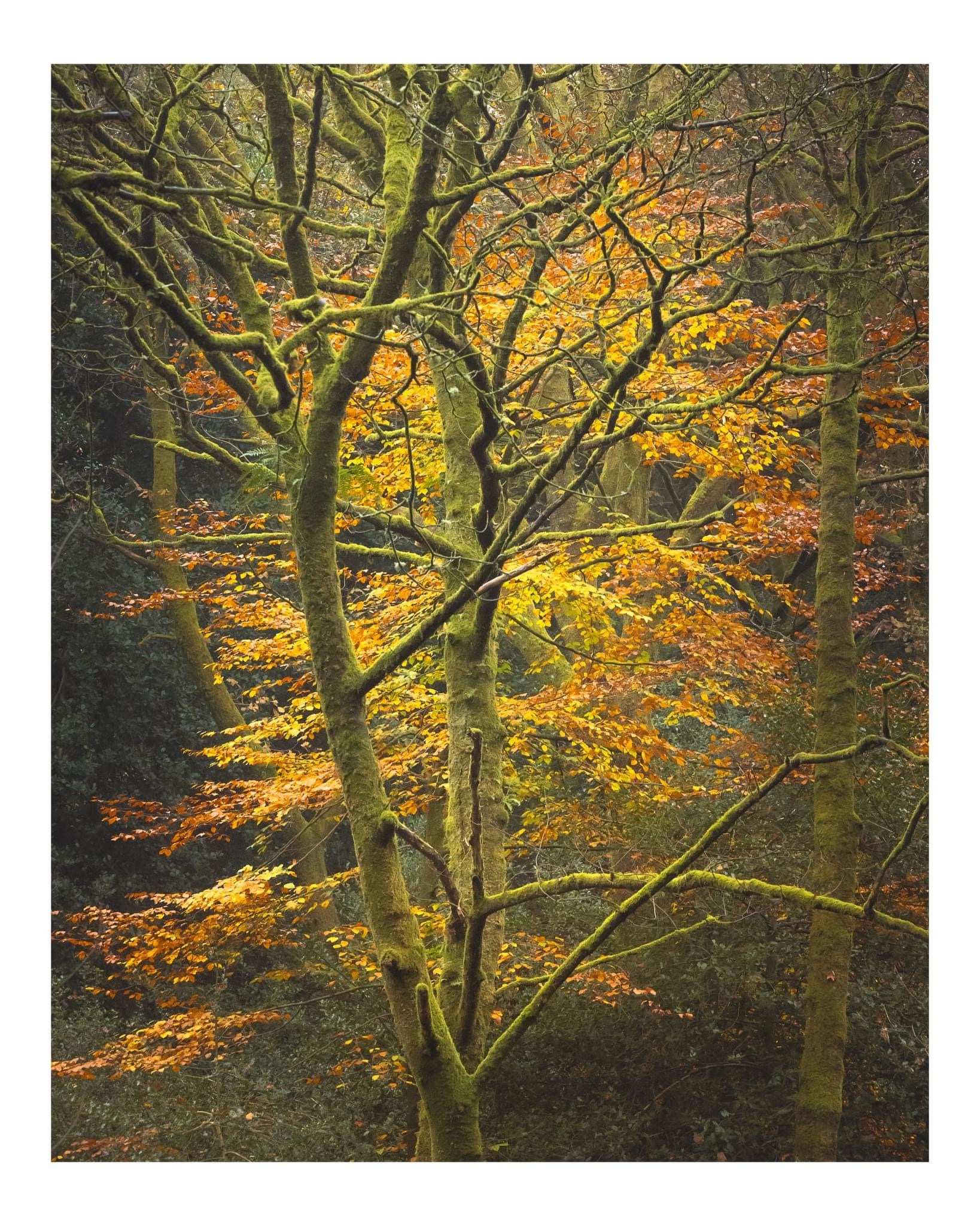 Nature's Giants: A Tribute to Trees