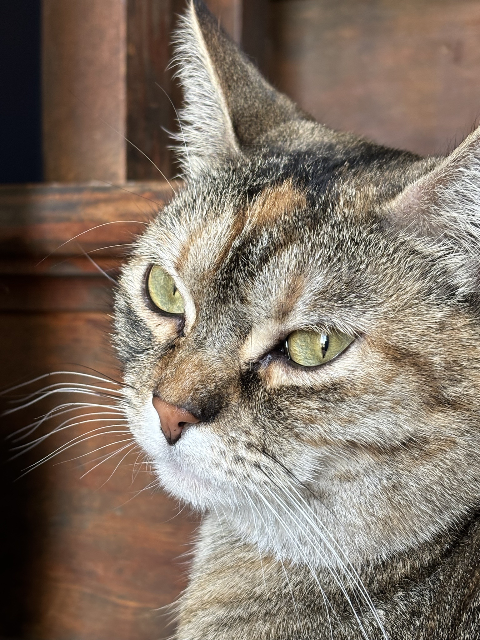 Caught in a Derpy Moment: A Cat's Photogenic Adventure at a Historic Hotel