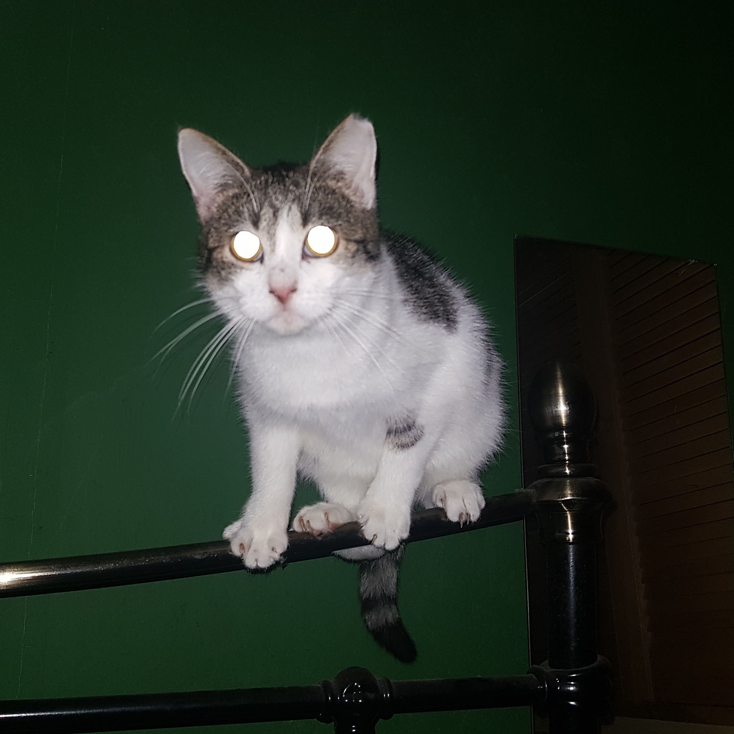 Is it a cat or just a sleep paralysis demon lurking?