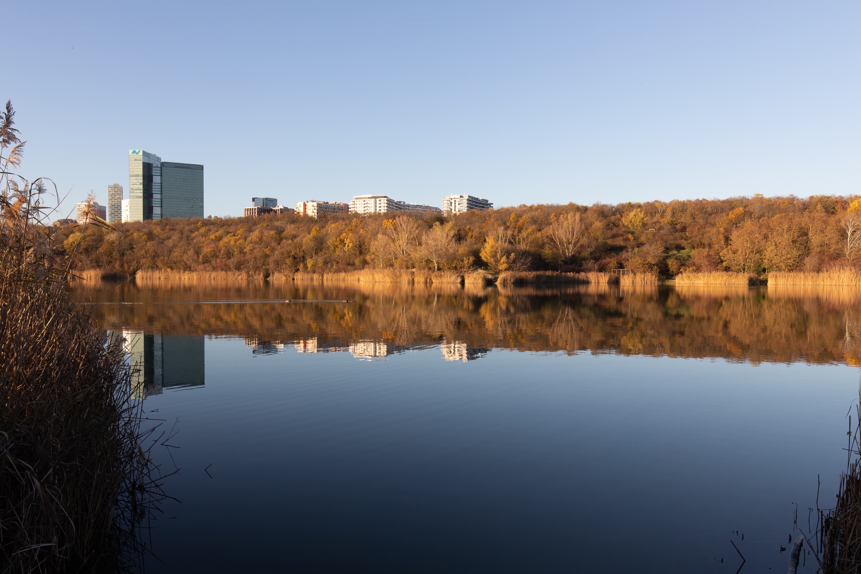 Exploring the Wienerberg Pond and Its Diverse Wildlife in Vienna, Austria