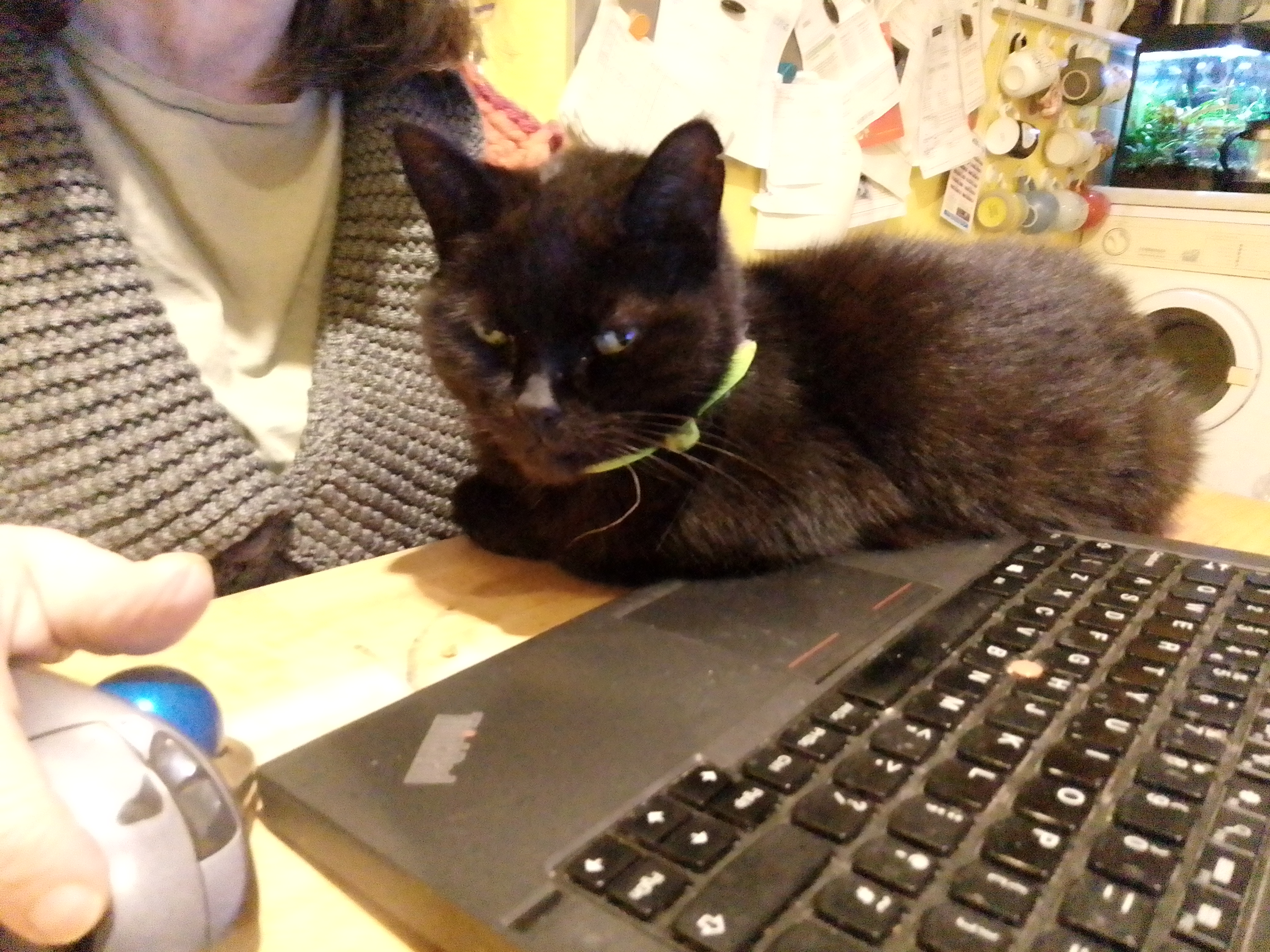 Caturday vibes - Chlorrie being the ultimate helper.