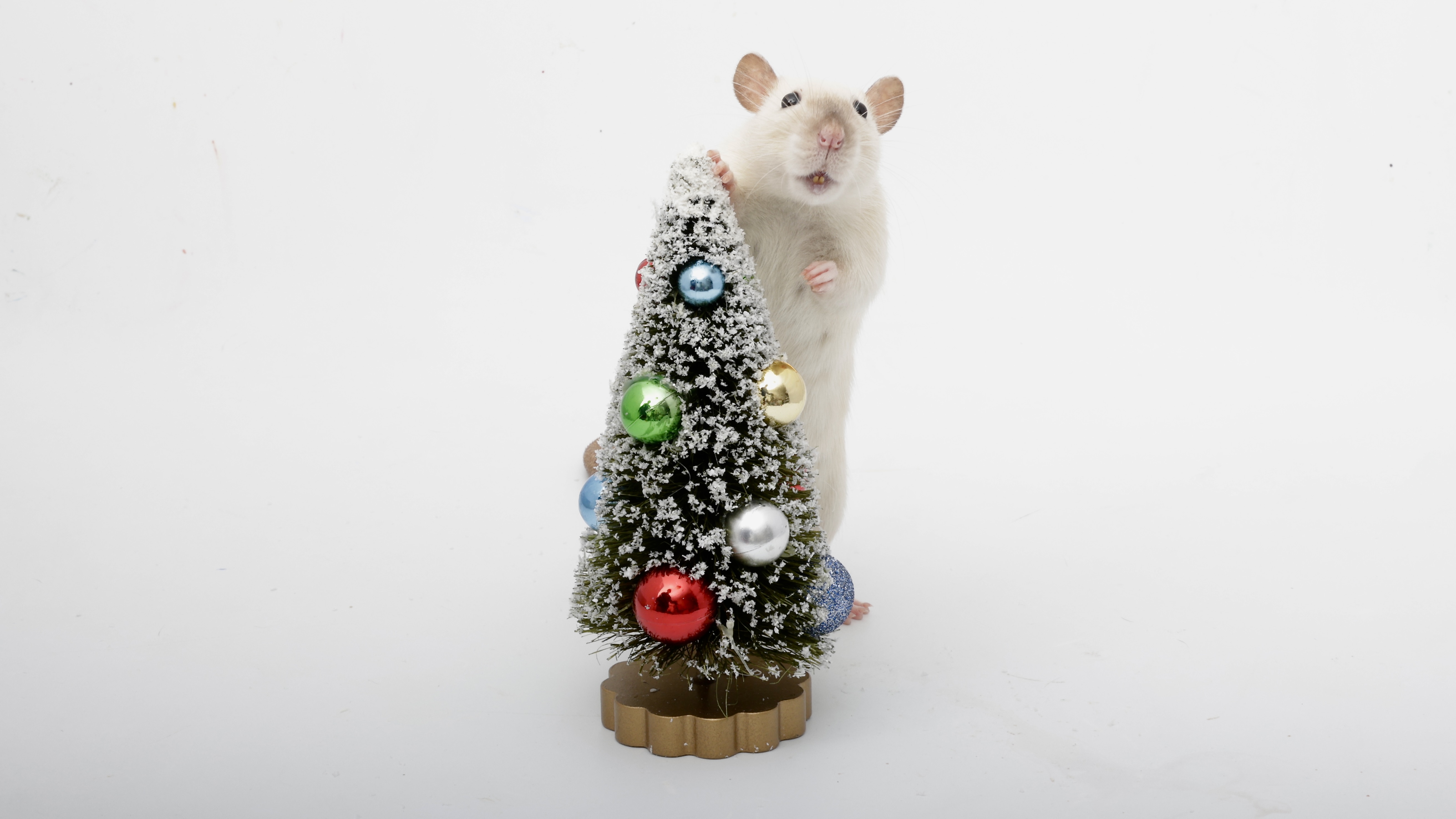 On the second day of Ratmas, my furry friends gifted me... a popcorn Christmas tree!