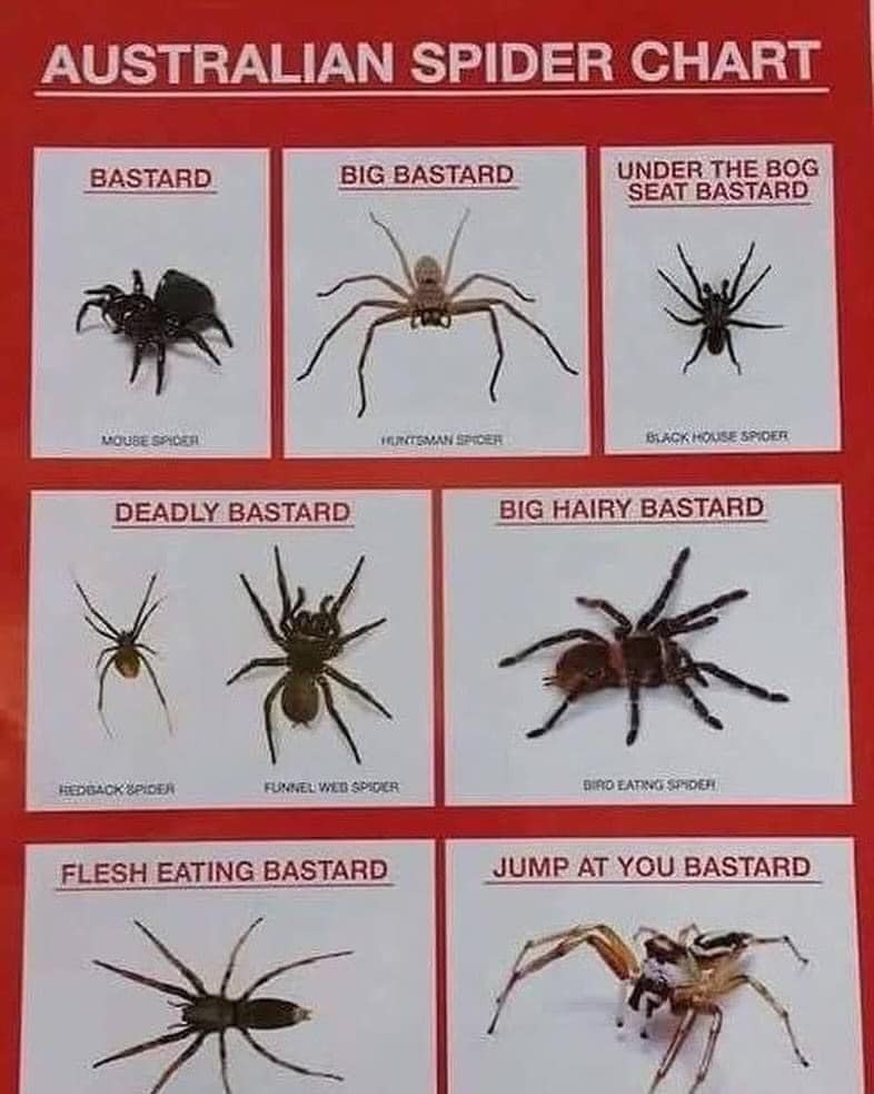 Watch Out for the Red Back and Funnel Web Spiders!