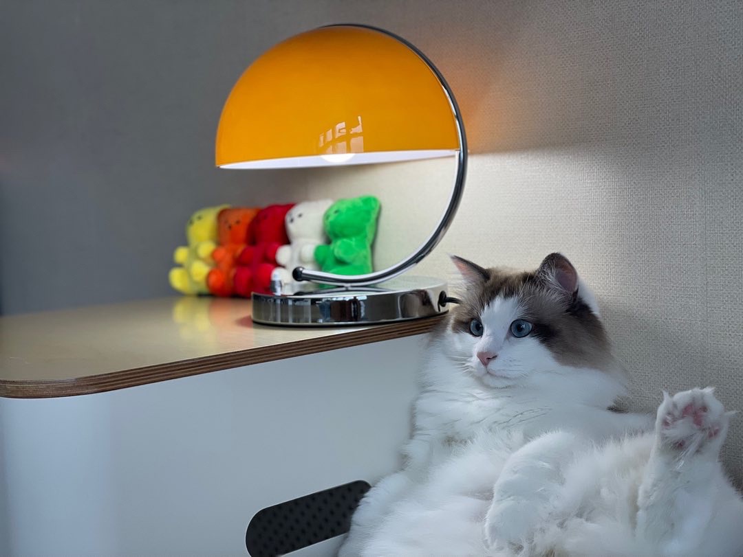 When the cat says no way