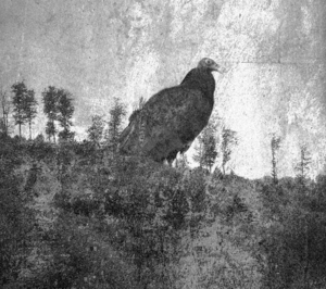 SCP-1160: The Secrets of Effective Containment Revealed