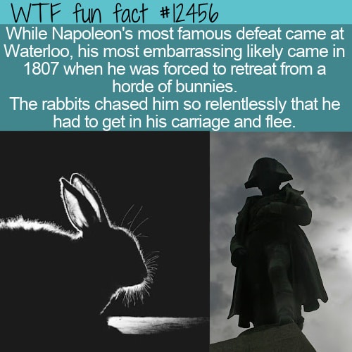 When Napoleon Faced Off Against an Army of Bunnies