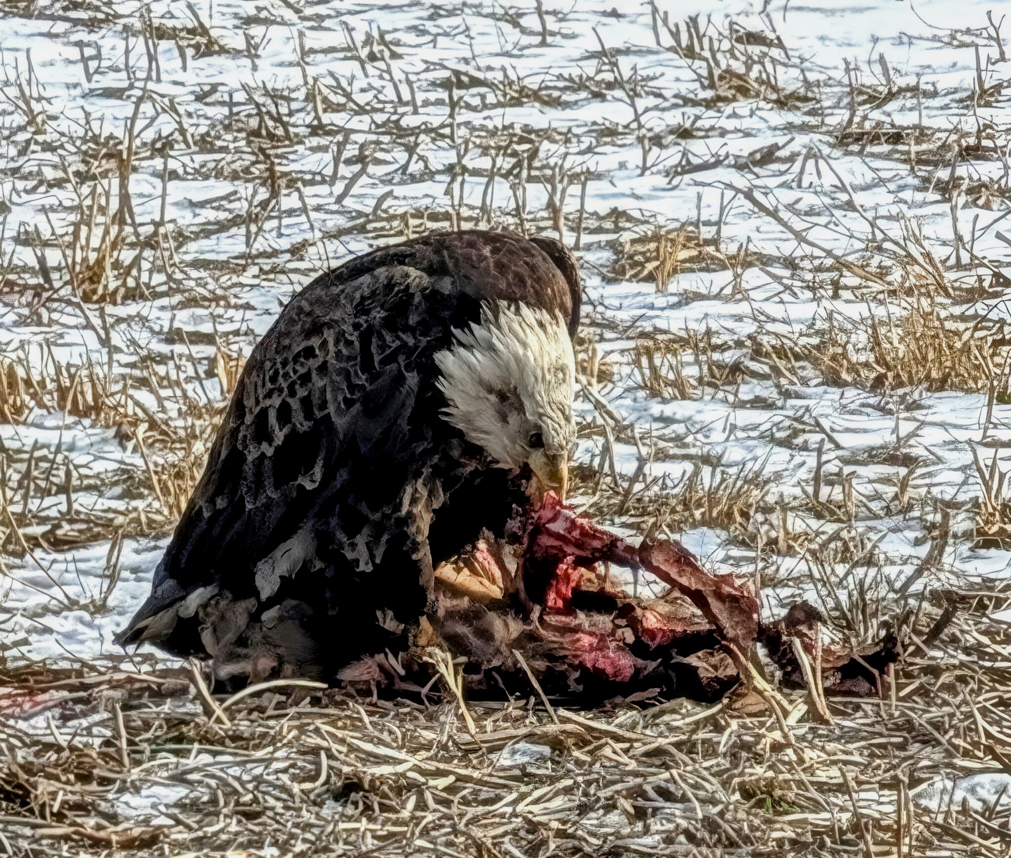 A Bald Eagle Enjoying a Snack Break