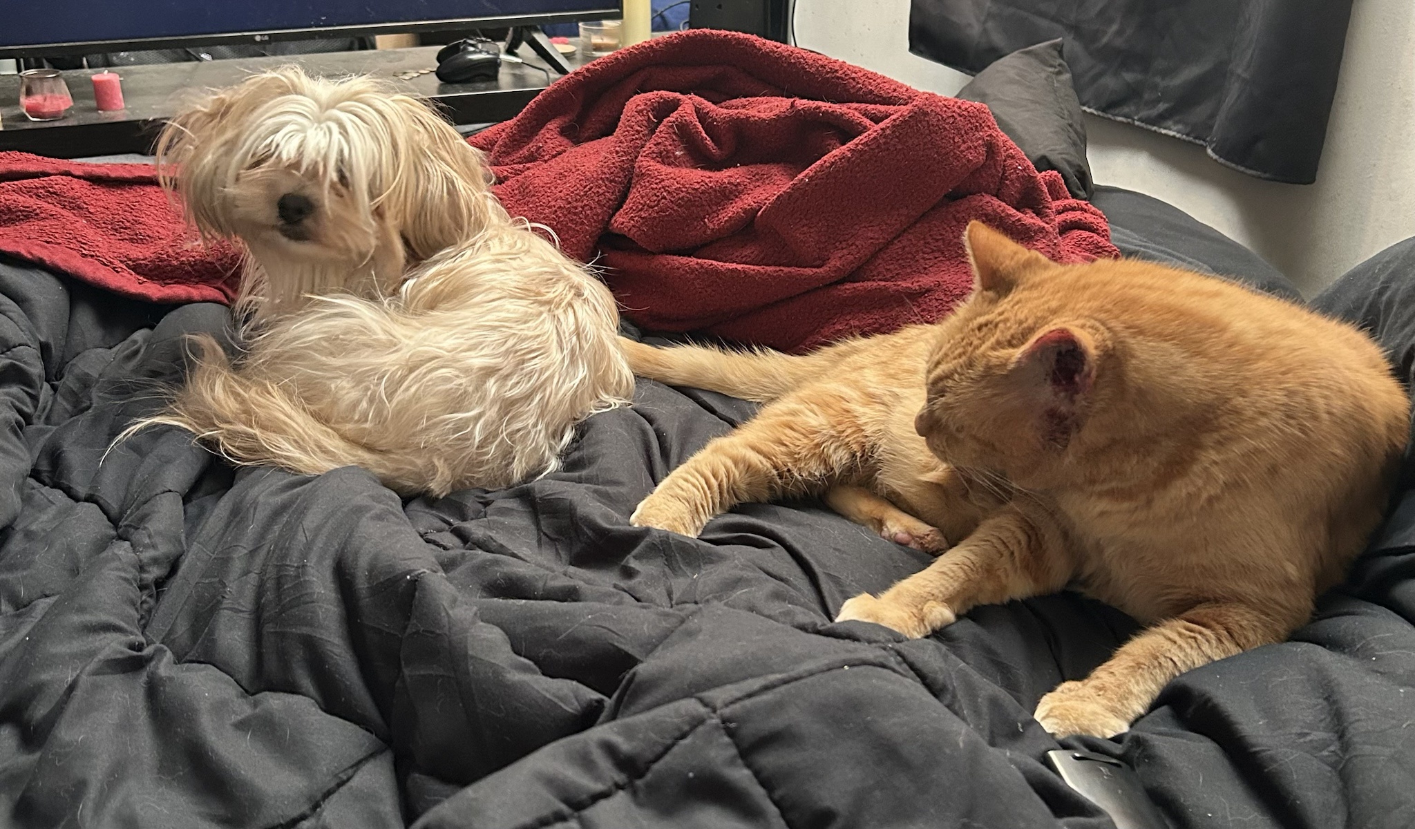 Pinecone's Loyal Companions