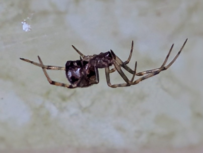 Spooda: What Exactly Is This Mysterious Creature?