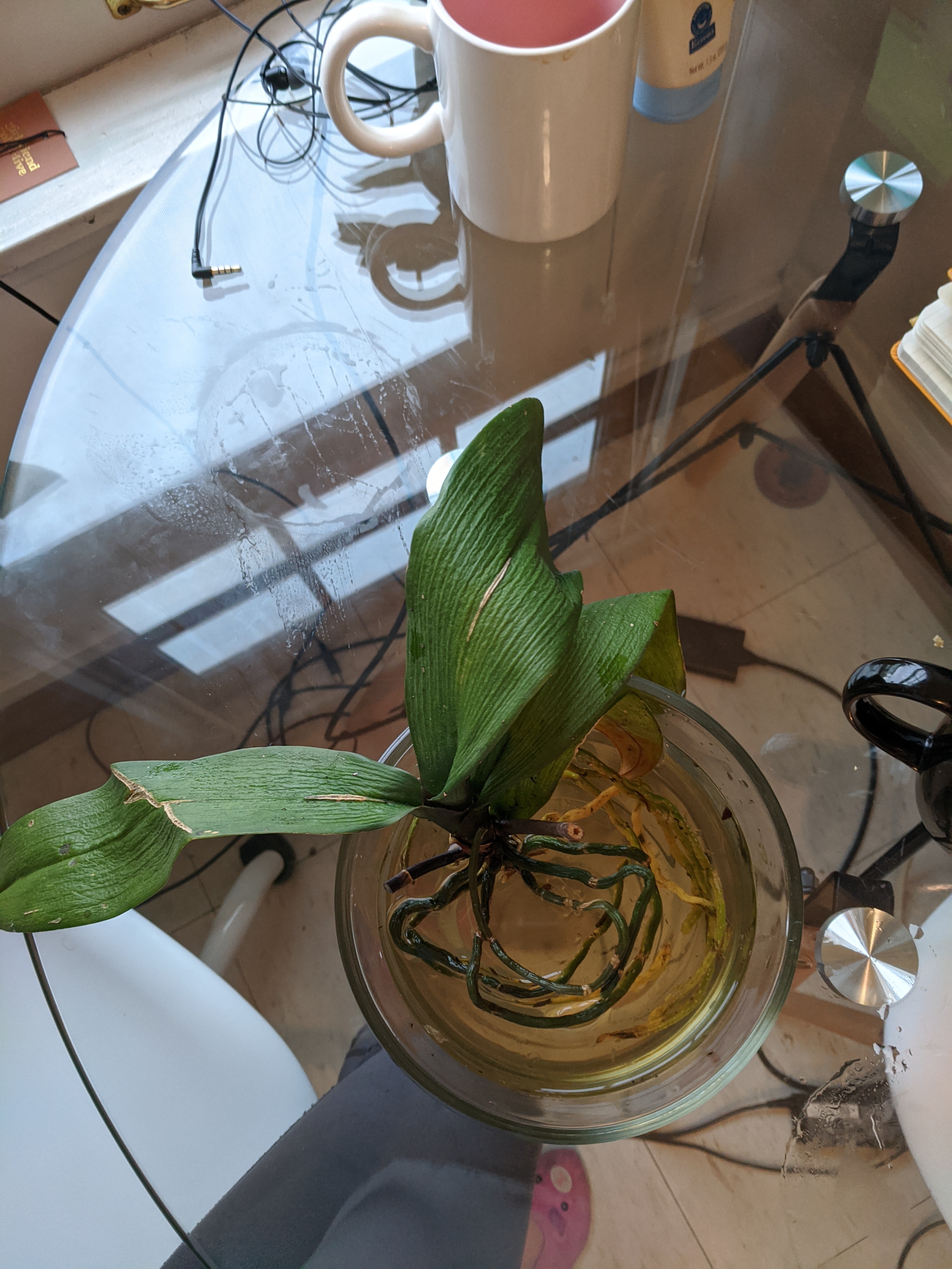 The Journey of a 5-Year Orchid Recovery