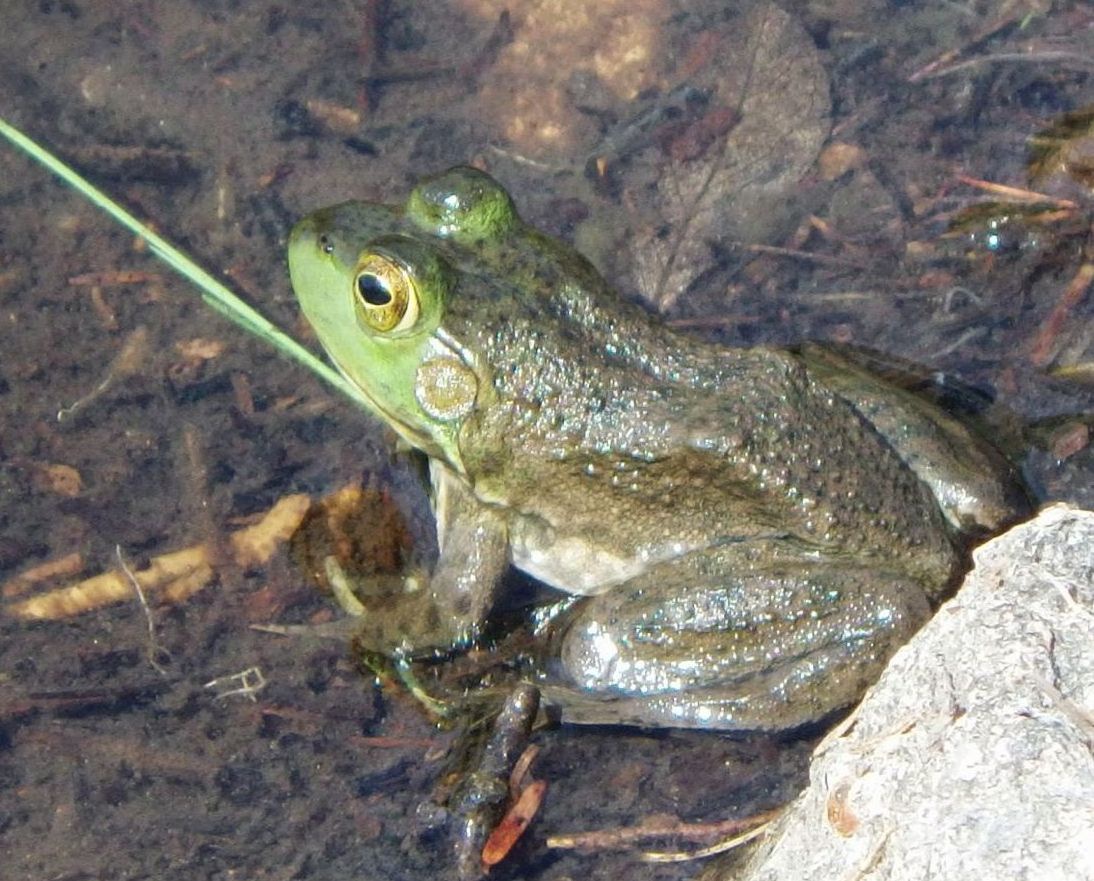 Is It a Bullfrog or Just a Green Frog?