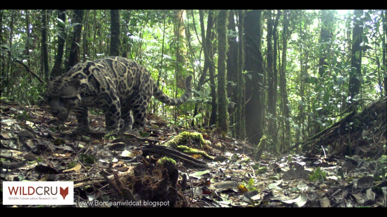 The Enigmatic Beauty of Clouded Leopards