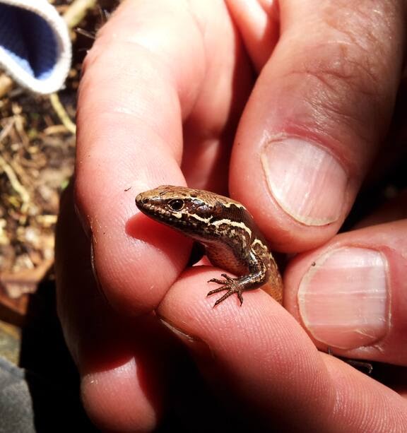 Meet the Westport Skink!