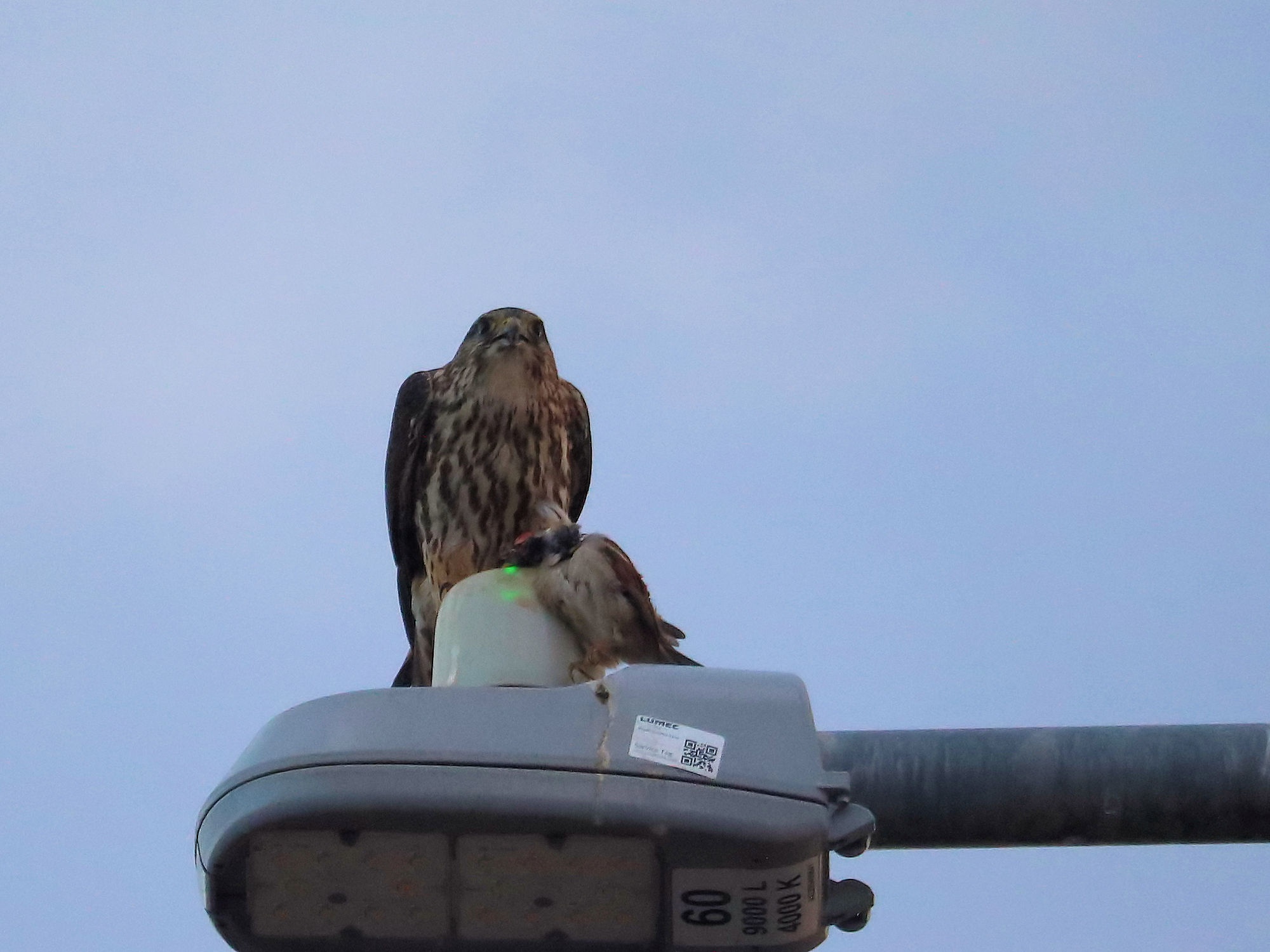 Dinner with a Hawk: A Feathered Guest