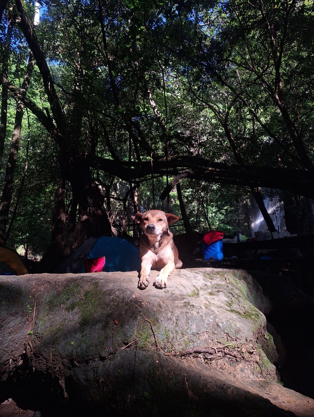 Met this adorable pup while camping!
