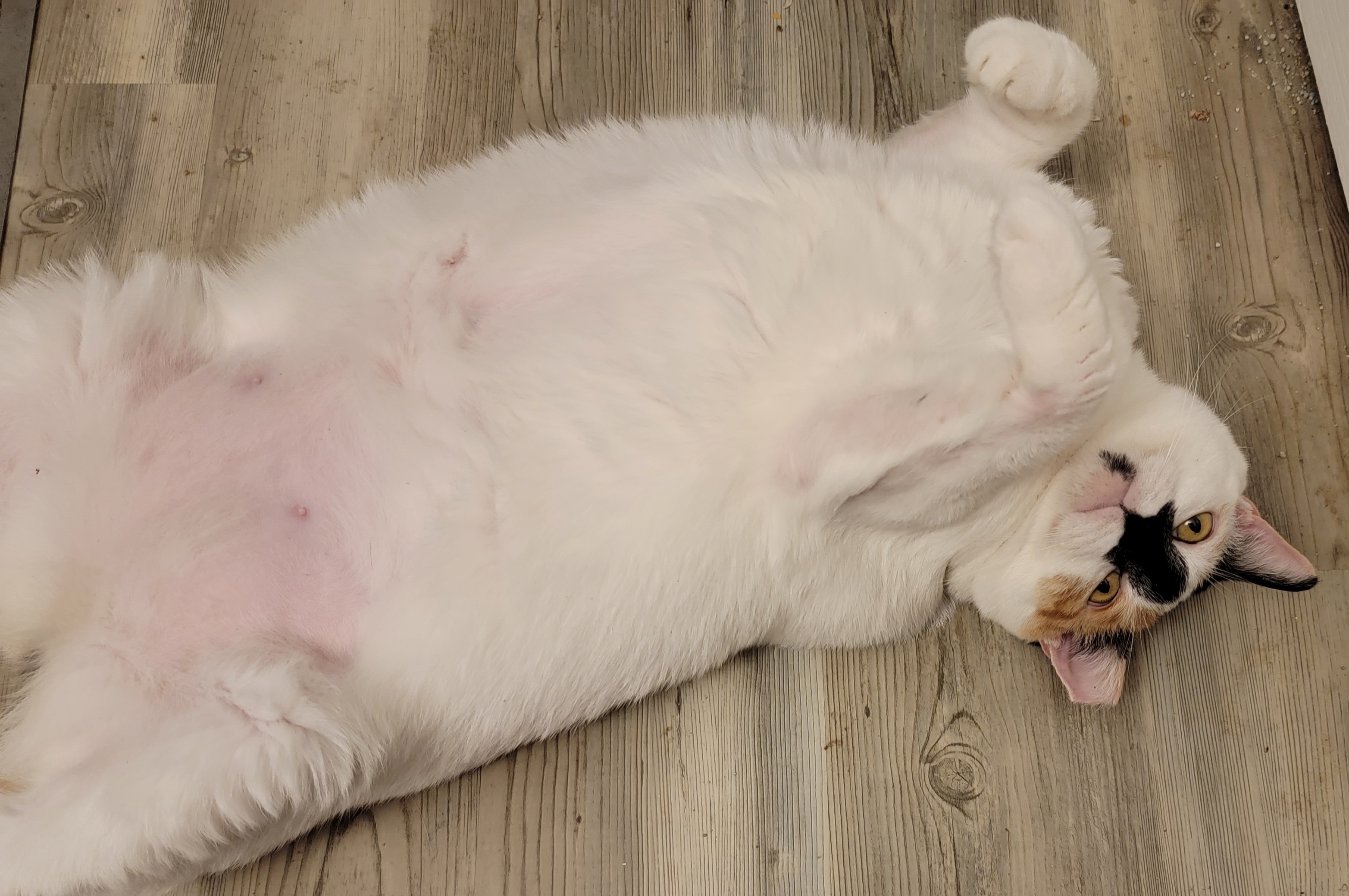 Pose like one of your French models!