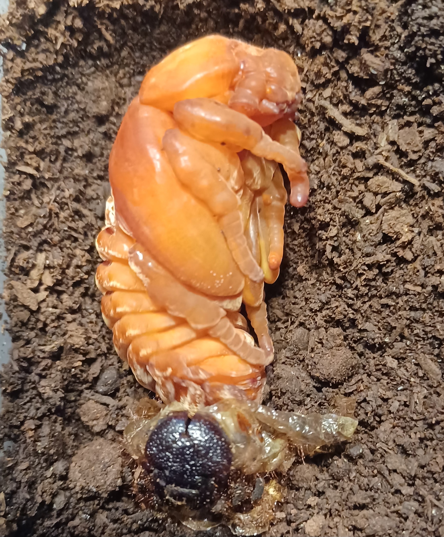 Exciting news: One of my D. tityus beetle larvae has just pupated!