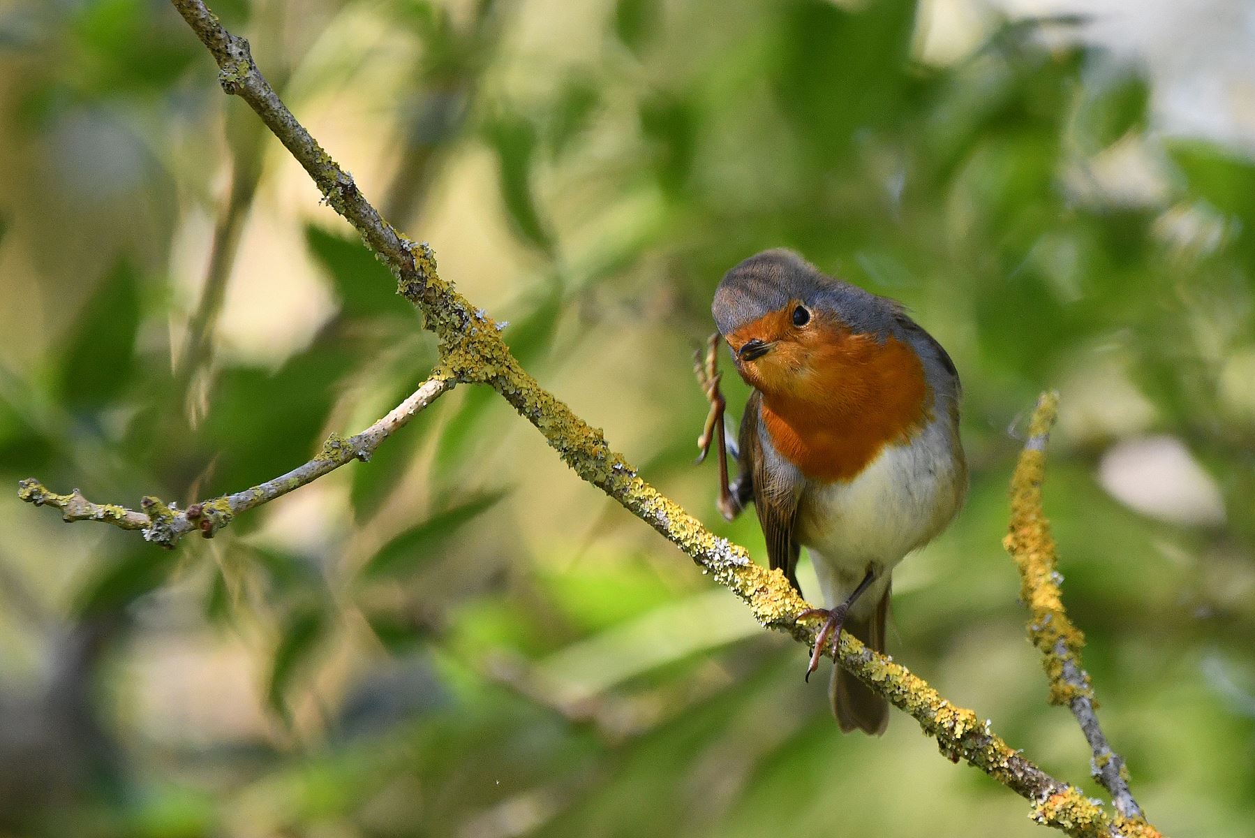 Common Redstart Spotted in Vienne, France on October 24th