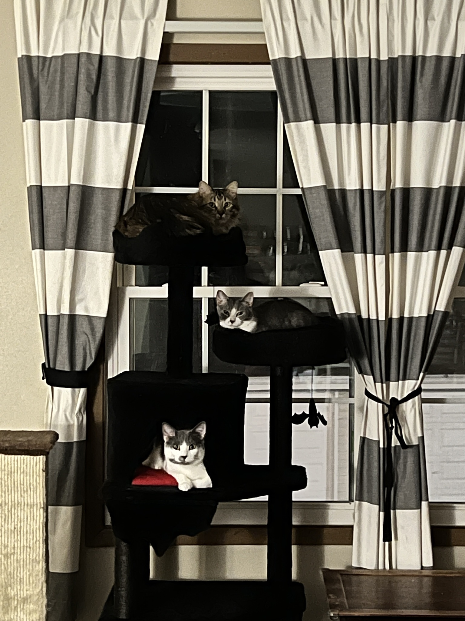 Check Out My New Cat Tree: Feline Paradise!