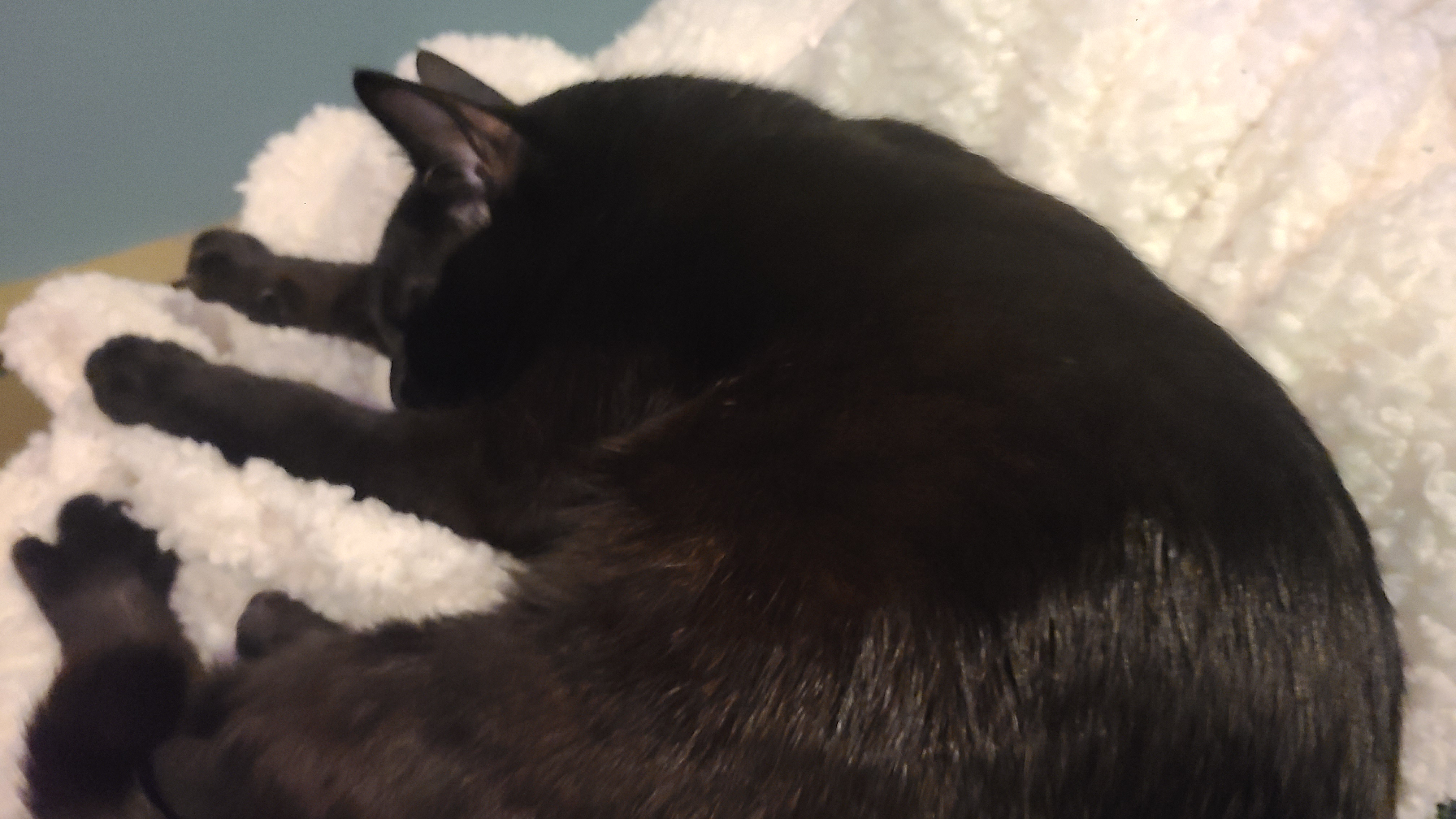 Forget the competition, just admire my cat!