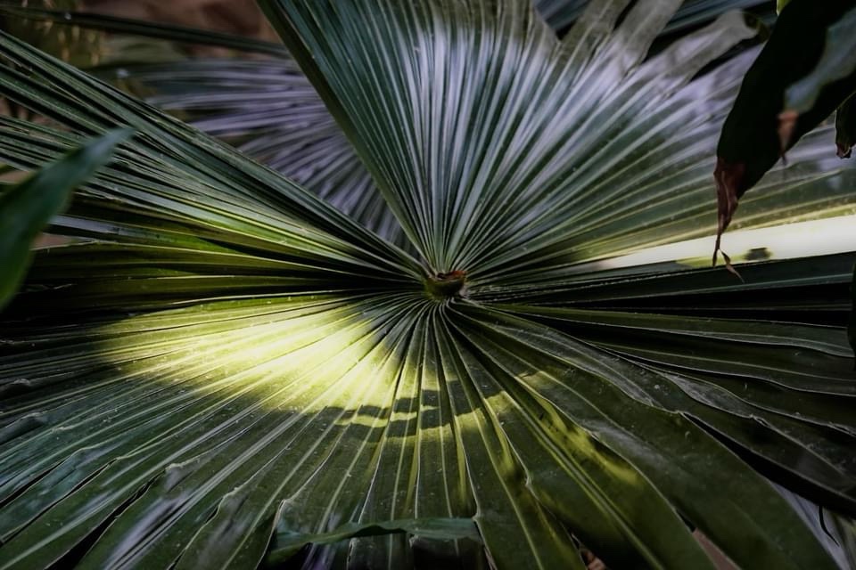 A stunning close-up of a vibrant plant