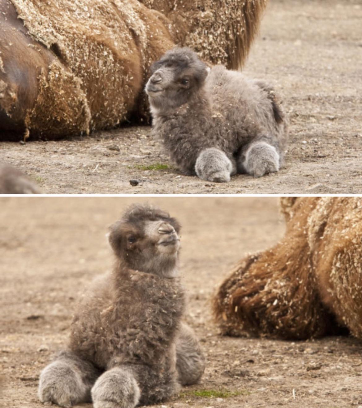 Meet the Adorable Baby Camel