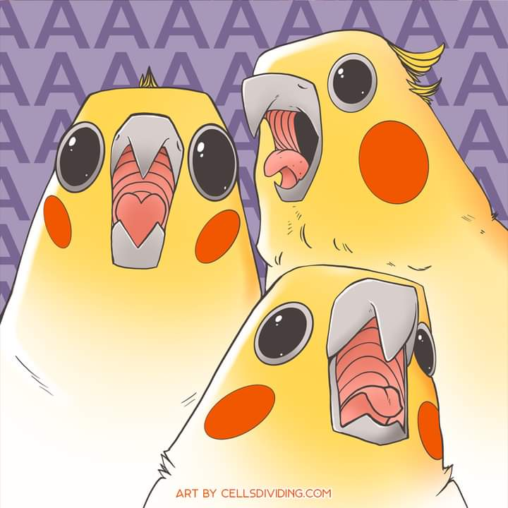 Surprise! It's a Bird Bonanza!