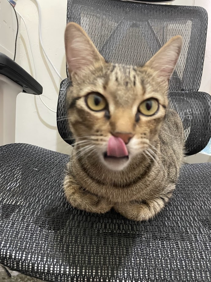 Just a cat being adorable
