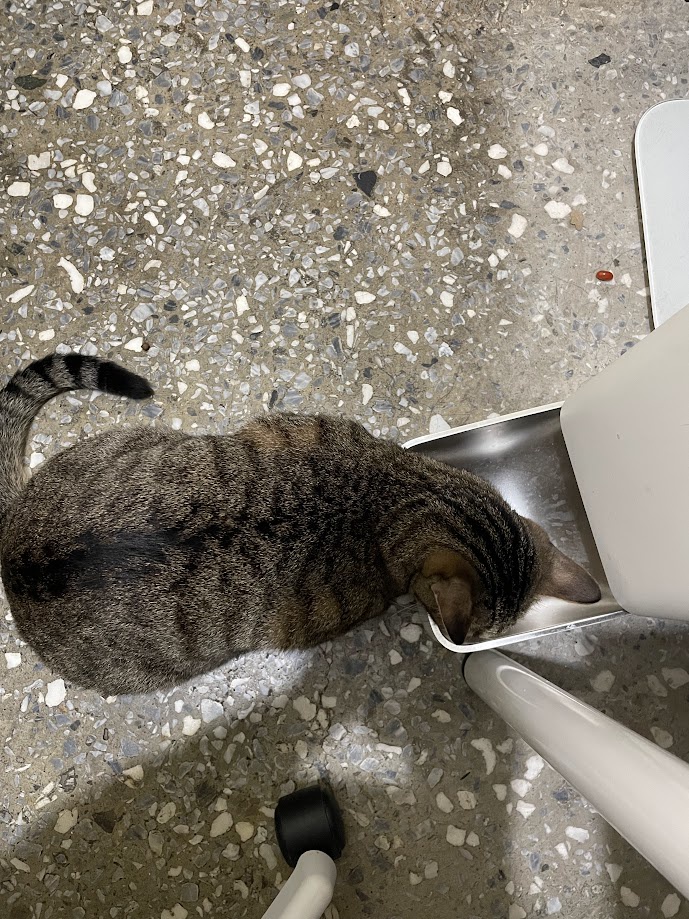 The charming antics of a playful kitty