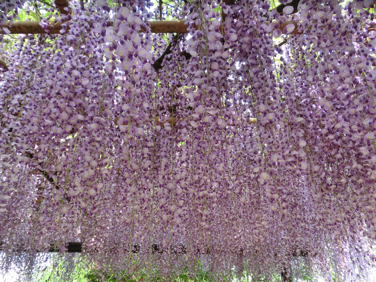 A Snapshot from April 2015 at Shimizu Park, Chiba