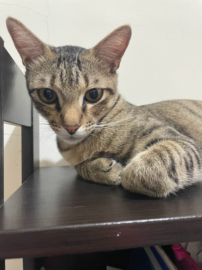 The cutest cat moments