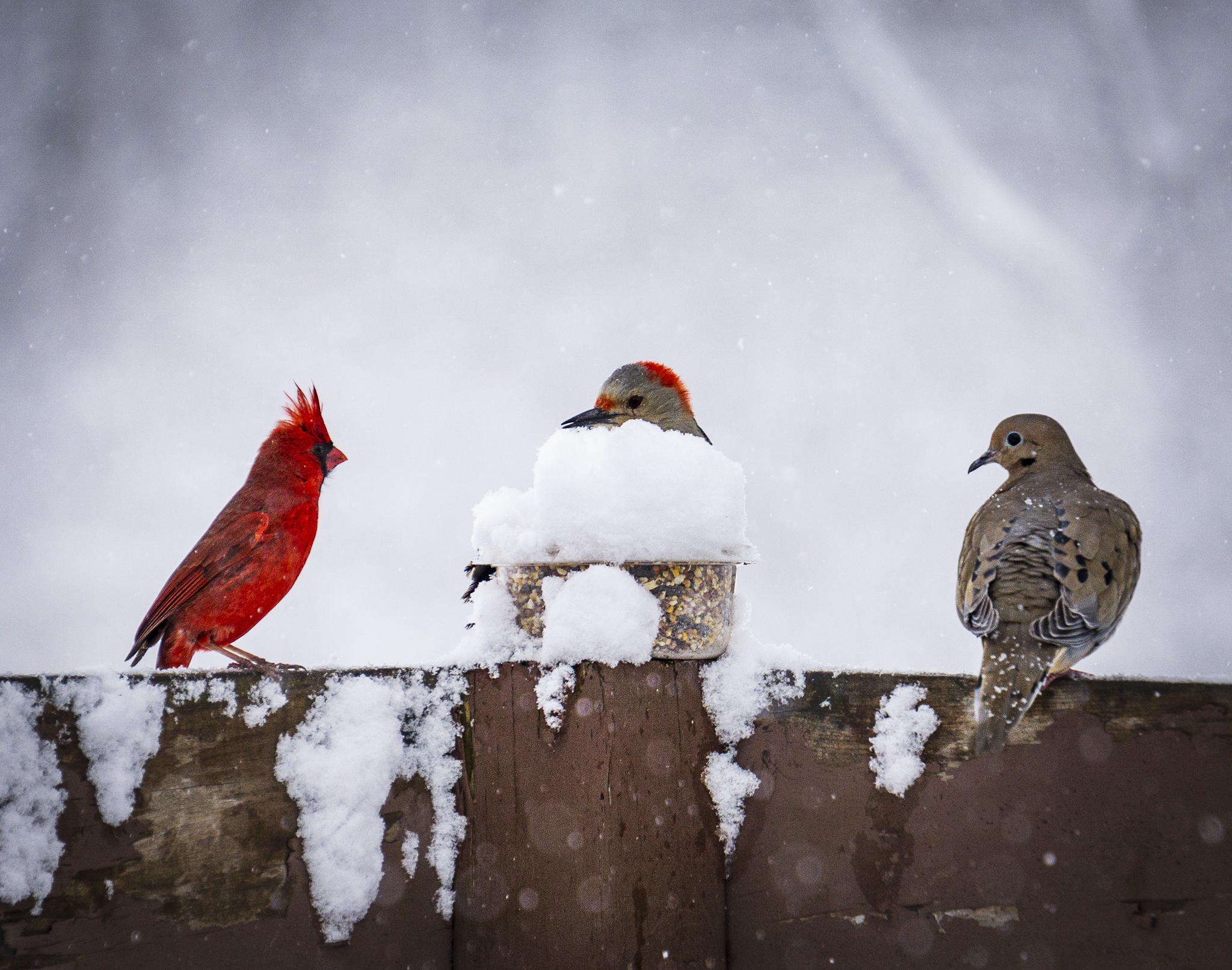 Charming winter birds bringing joy to the season