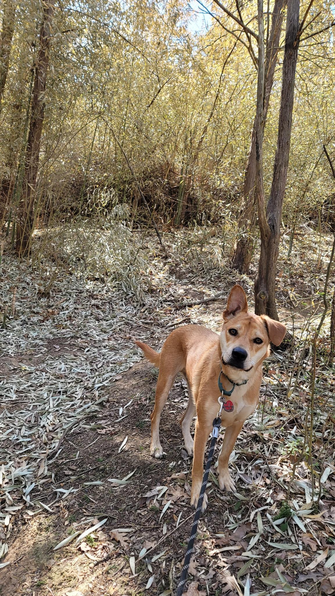 Meet Darwin the Dingo: A True Character