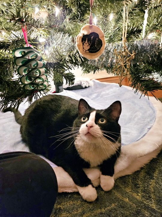 Meet Today's Adorable Feline Star