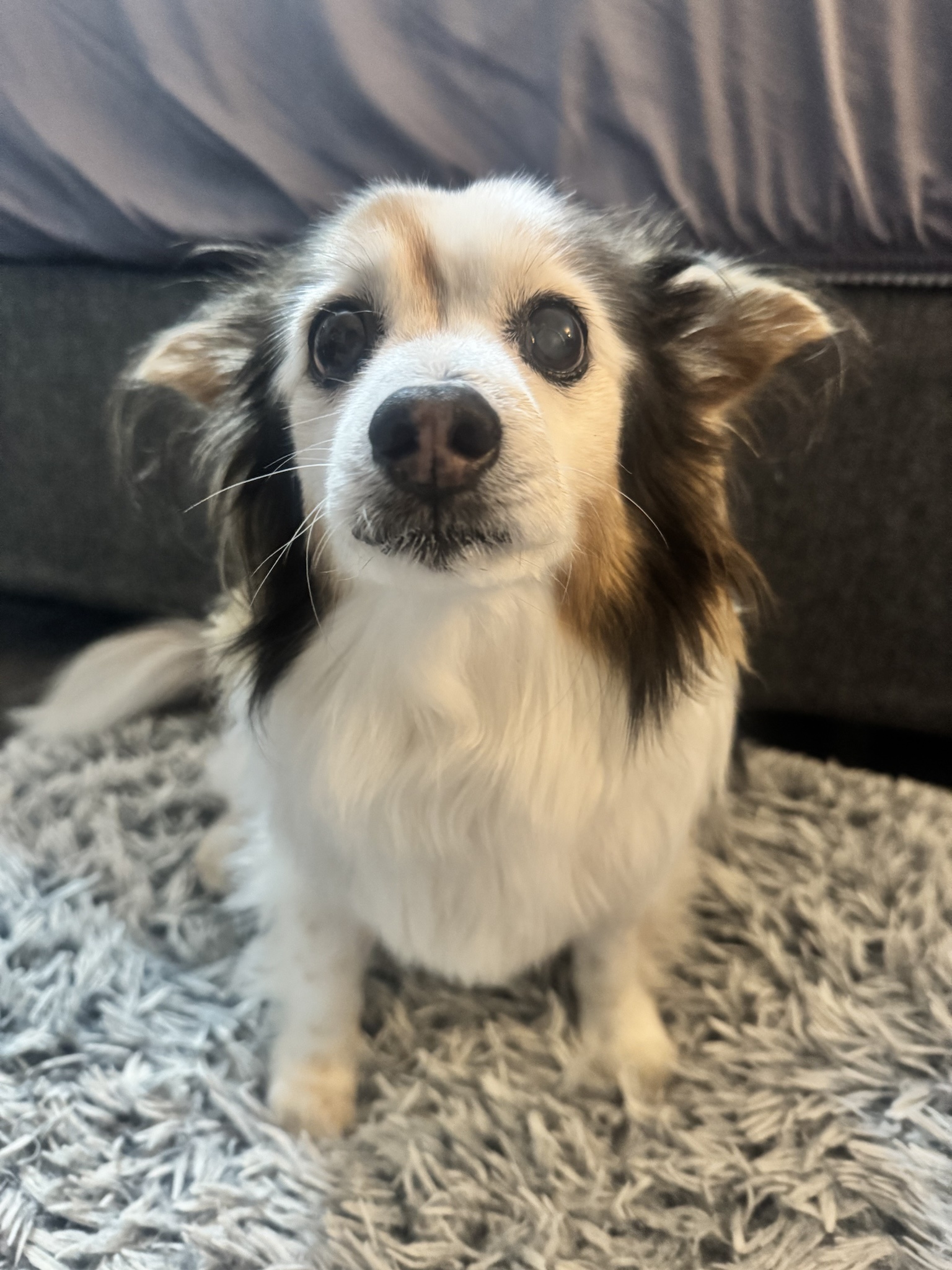 Daily Dose of Cutness: My Dog Panko