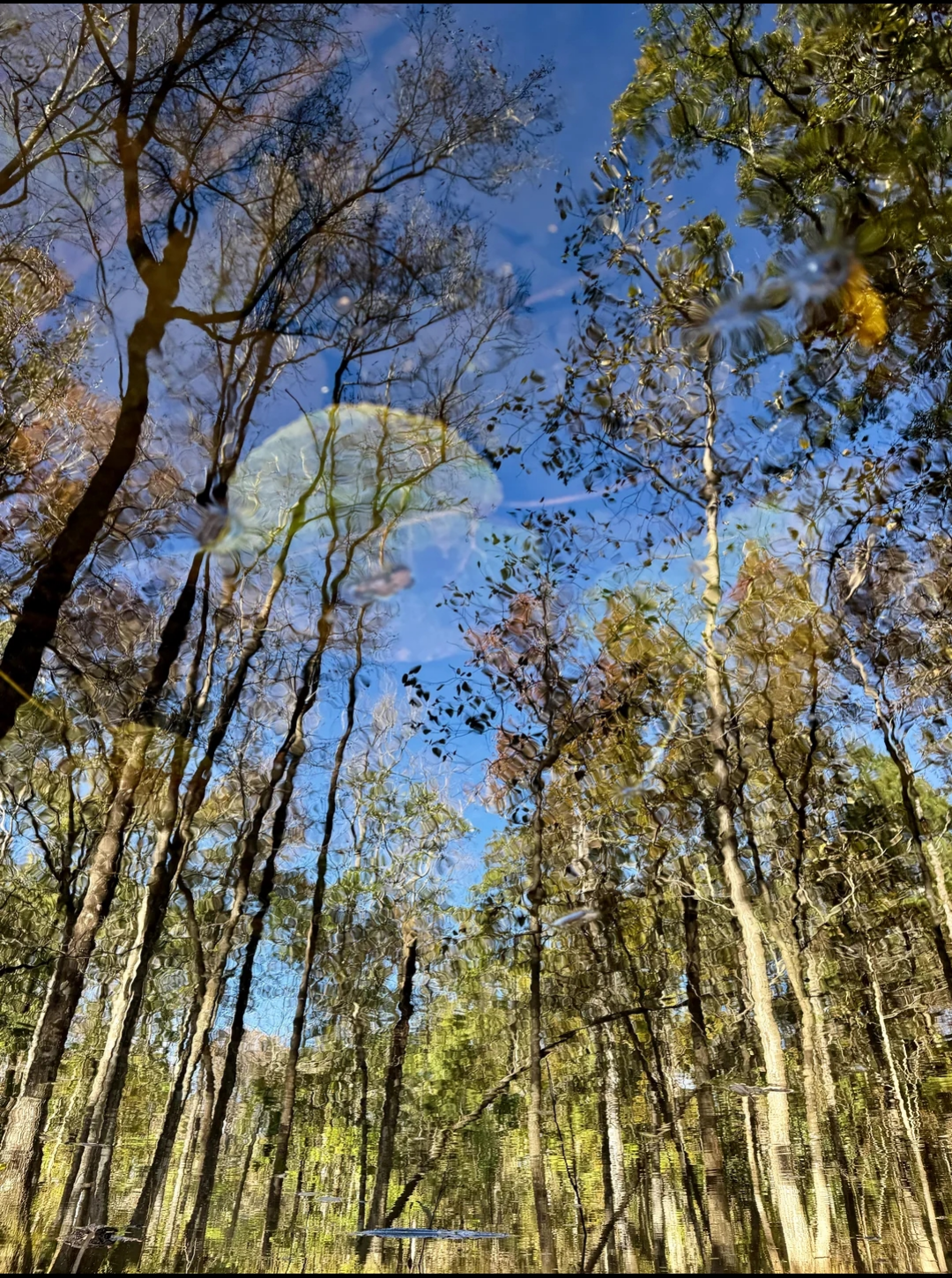 Captivating reflections dancing on the water's surface.